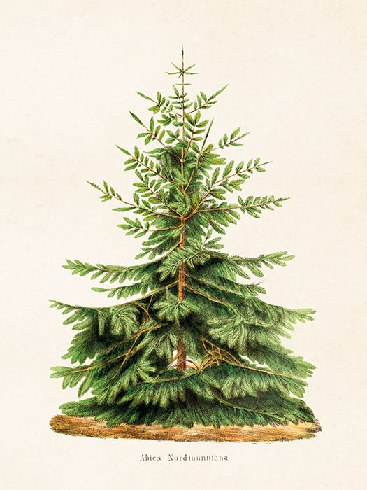 Vintage Druck Tannenbaum 18 x 24 cm