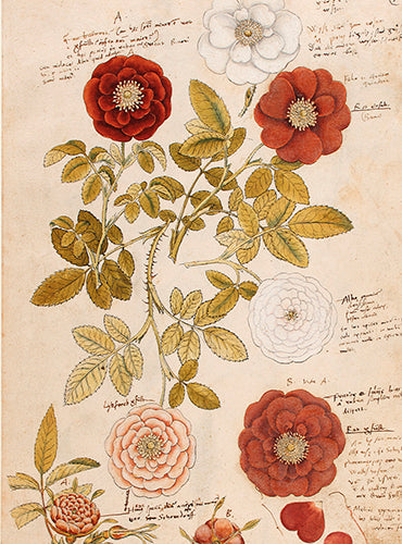 Kleine Doppelkarte mit Kuvert Rosen