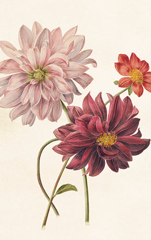 Kleine einseitige Geschenkkarten Blumenmotiv