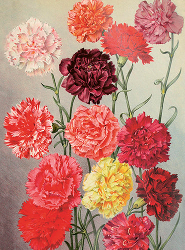 Kleine Doppelkarte mit Kuvert Dahlien