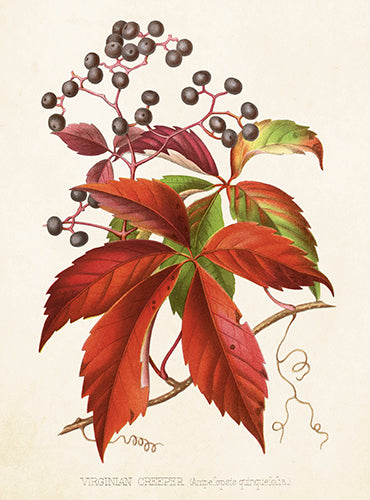 weinrebe