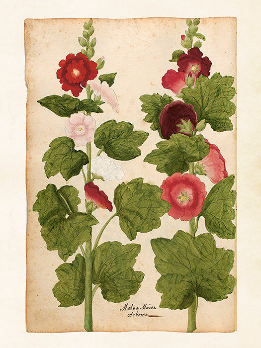 Vintage Druck Malva 18 x 24 cm