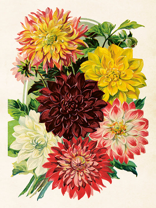 Vintage Druck Dahlie 18 x 24 cm