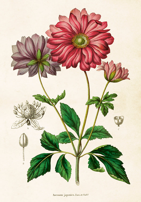 Wandposter Anemone 35 x 50 cm
