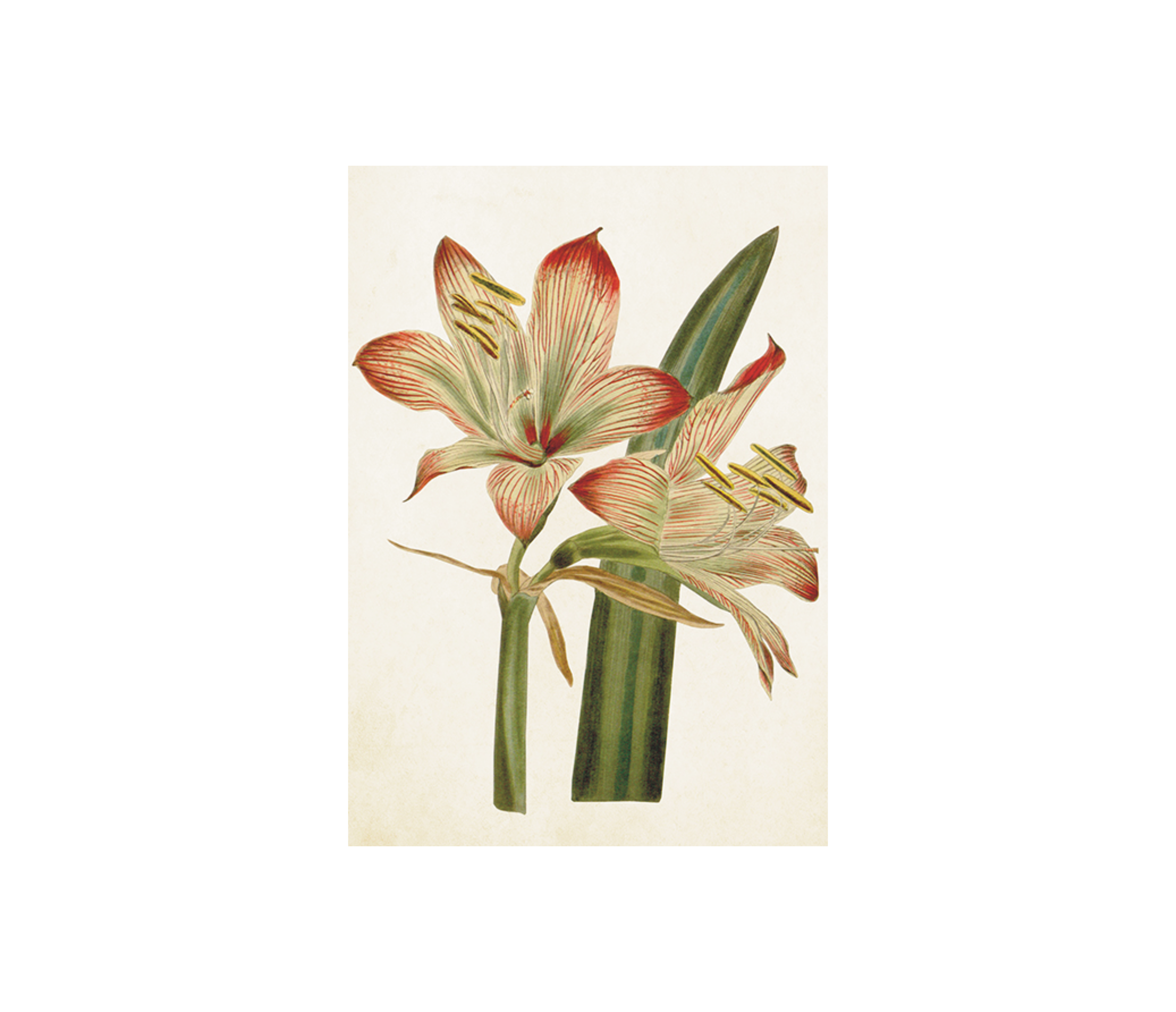 Kleine Doppelkarte mit Kuvert Amaryllis