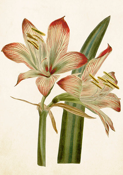 Kleine Doppelkarte mit Kuvert Amaryllis
