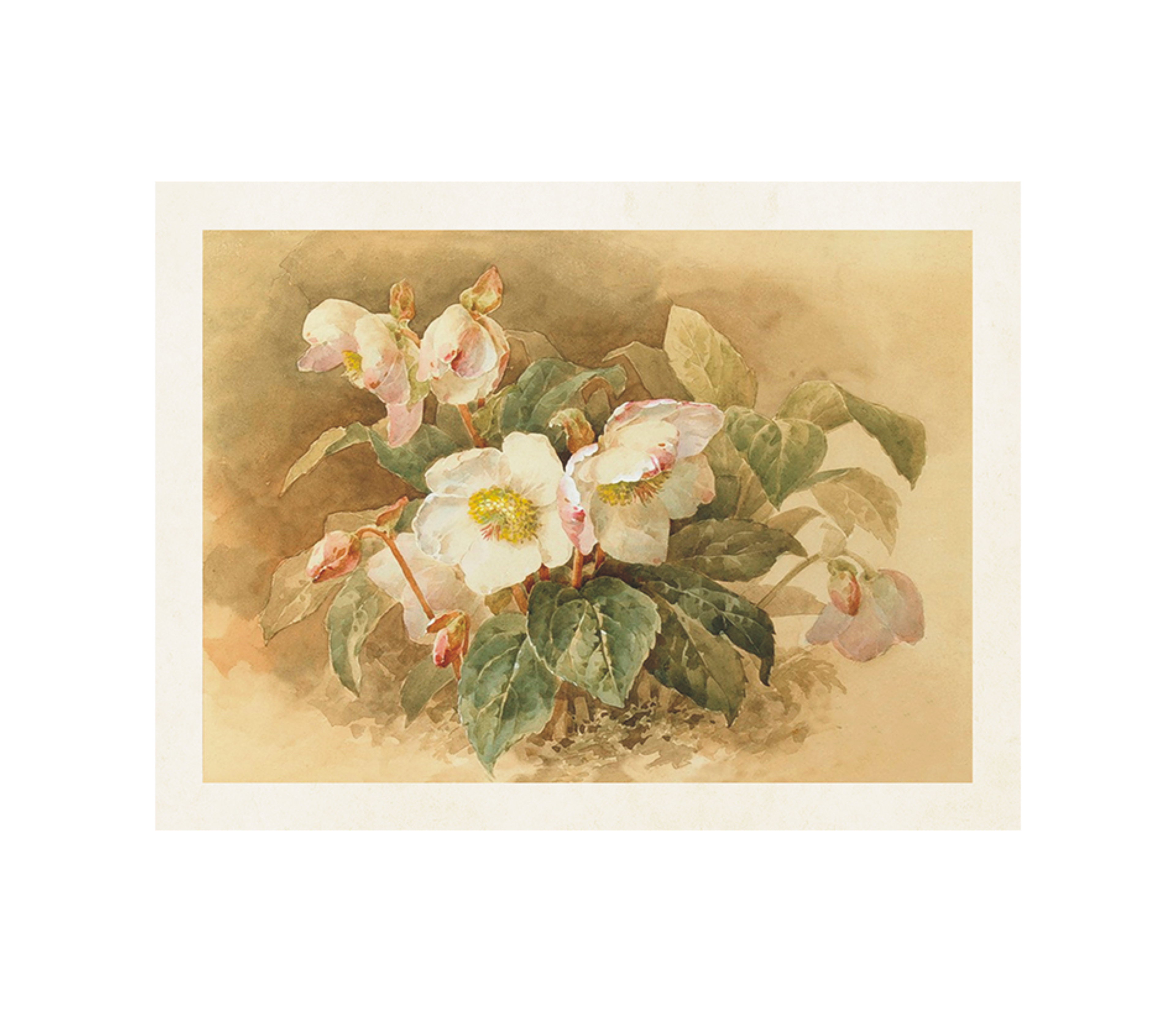 Vintage Druck Christrose 18 x 24 cm