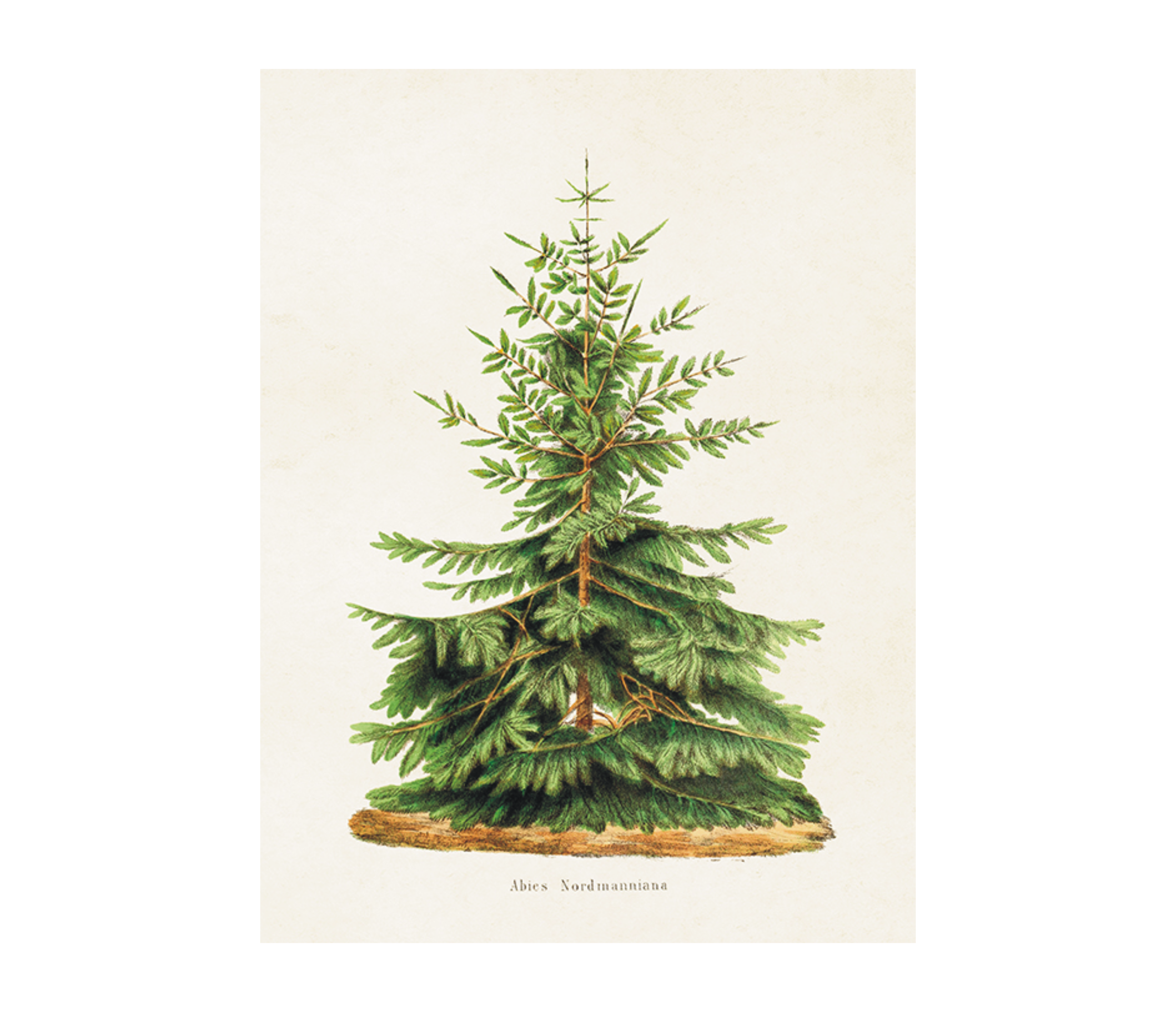 Vintage Druck Tannenbaum 18 x 24 cm