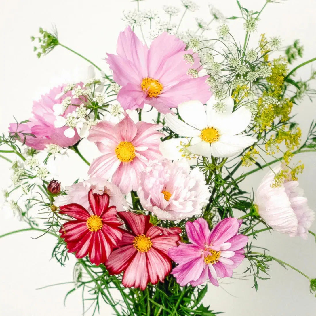 Blumensamen