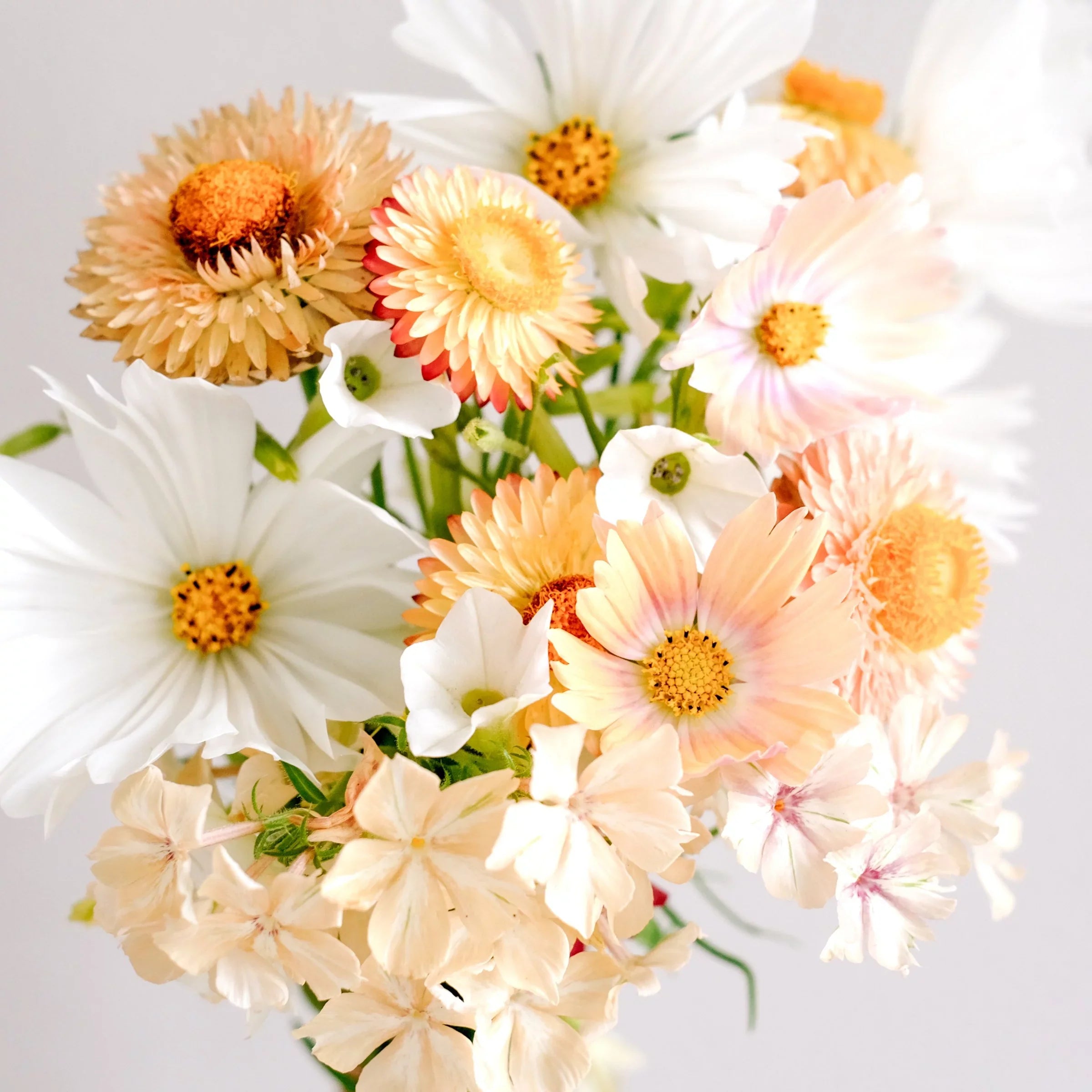 Blumensamen