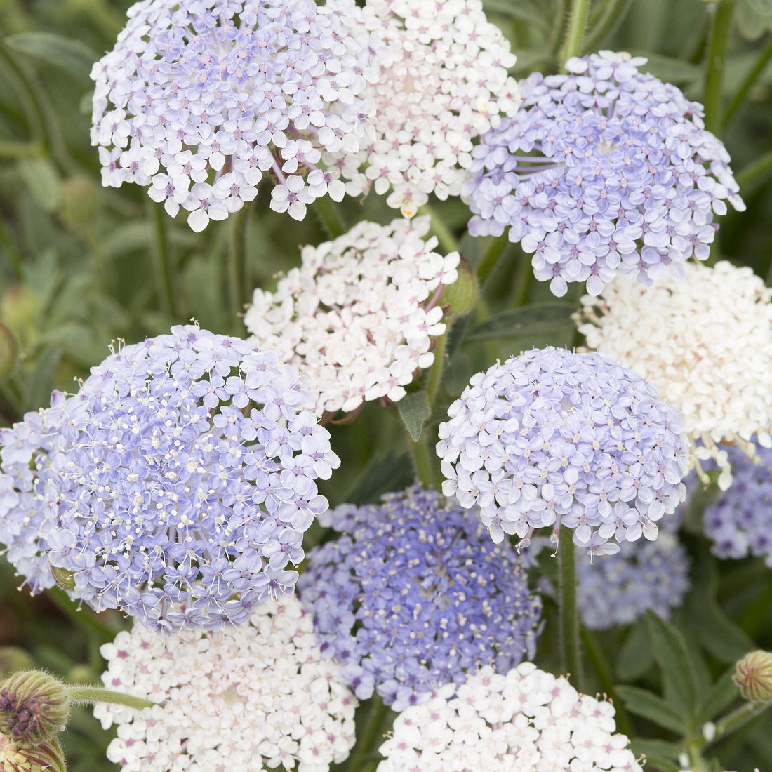 Didiscus caeruleus Lace Mixture (Blaudolde)