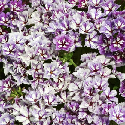 Slow Flower Garden – Ein ganzes Jahr voller Schnittblumen – inkl. gratis Dünger