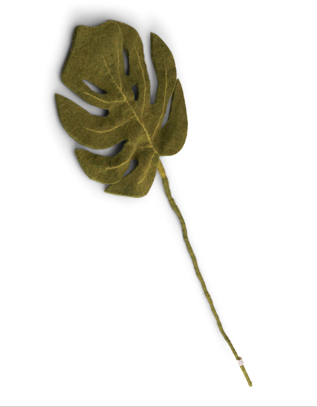 Monstera - Fensterblatt - grün