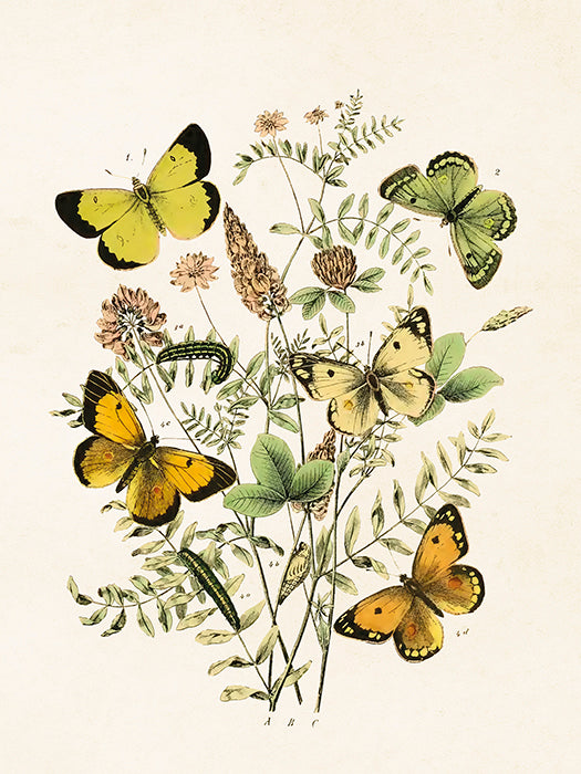 Vintage Druck Schmetterlinge 18 x 24 cm