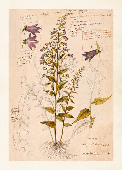 Wandposter Anno 1550, Bluebell 50 x 70 cm