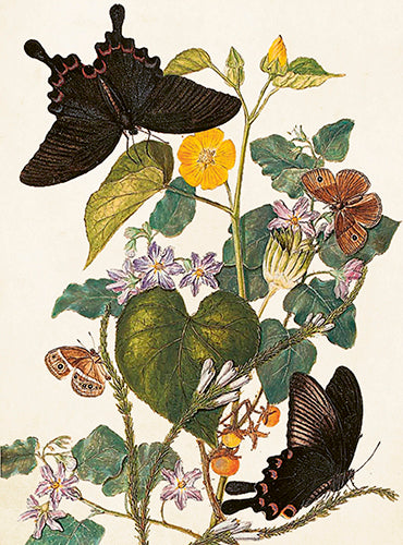 Kleine Doppelkarte mit Kuvert Schmetterlinge
