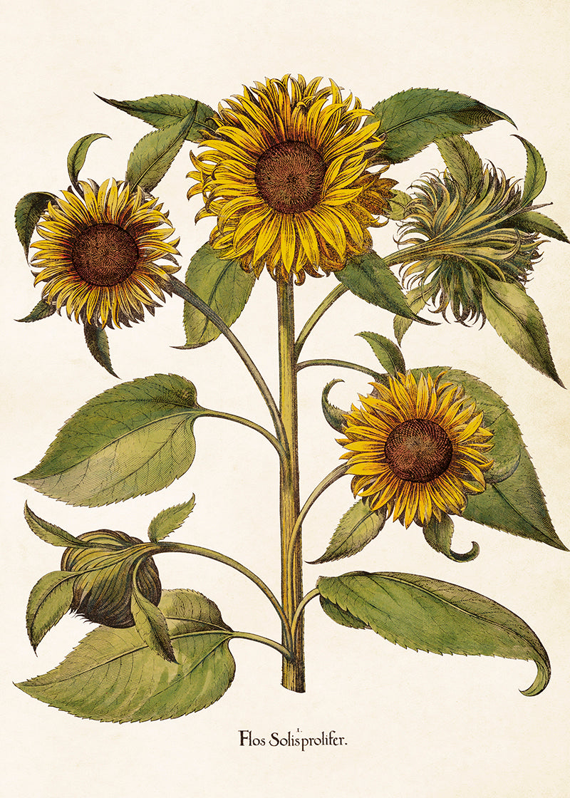 Wandposter Sonnenblume 50 x 70 cm