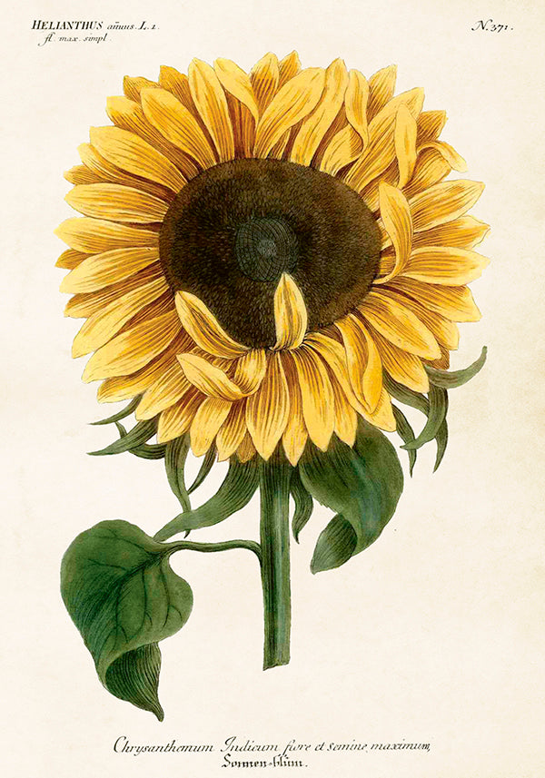 Wandposter Sonnenblume 35 x 50 cm