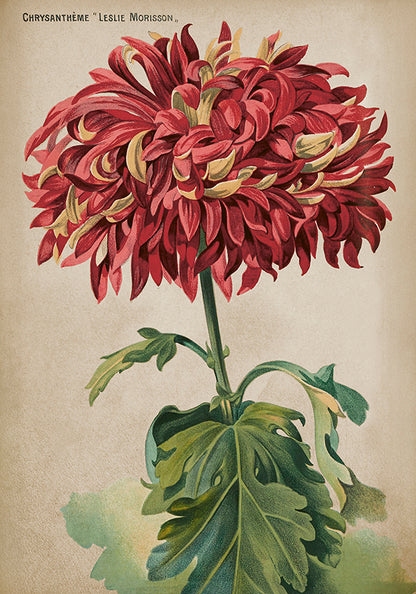 Wandposter Chrysanthemum 35 x 50 cm