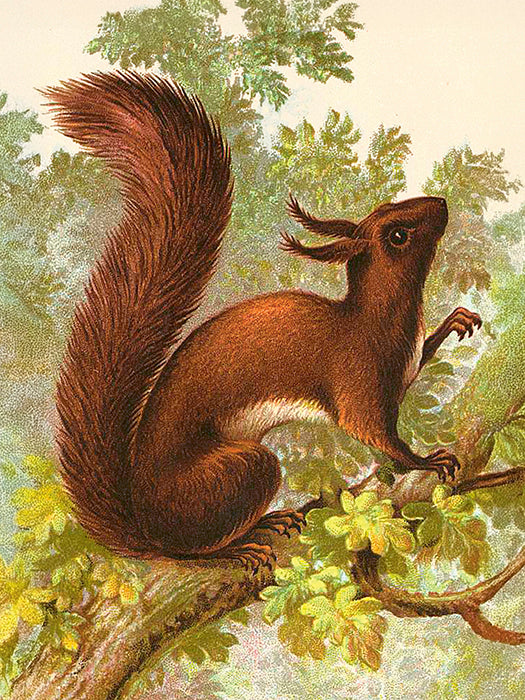 Vintage Druck Eichhörnchen 18 x 24 cm