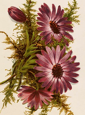 Kleine Doppelkarte mit Kuvert Purple Flowers