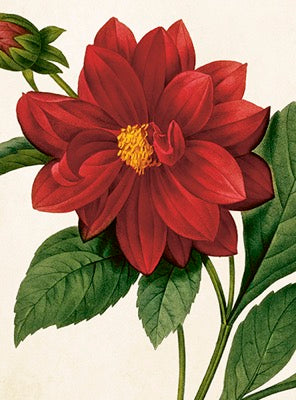 Kleine Doppelkarte mit Kuvert Red Flower