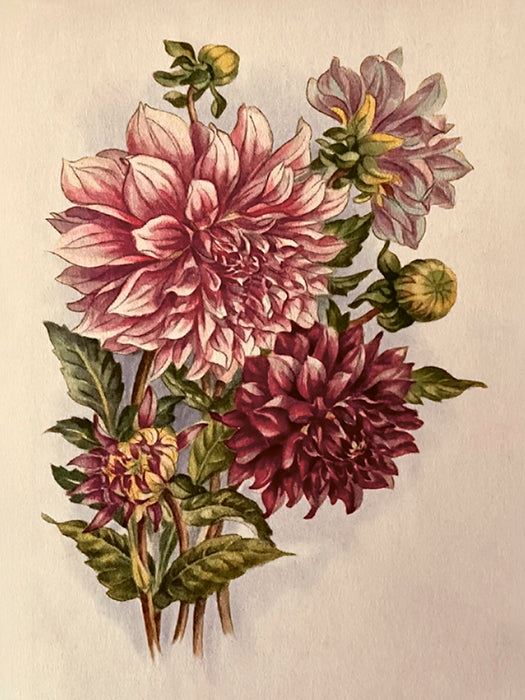 Vintage Druck Dahlien 18 x 24 cm