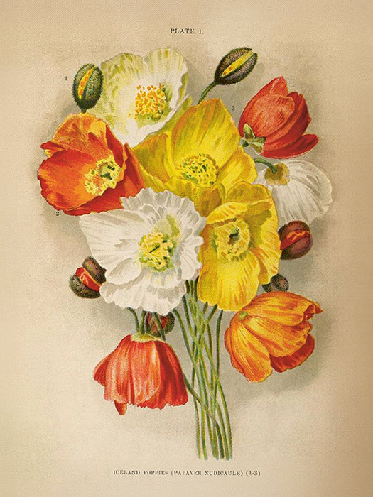 Vintage Druck Mohnblume 18 x 24 cm