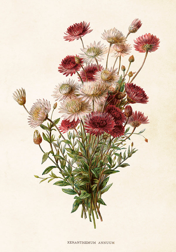 Wandposter Chrysanthemum 35 x 50 cm