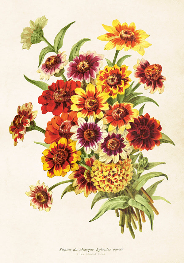 Wandposter Zinnias 35 x 50 cm