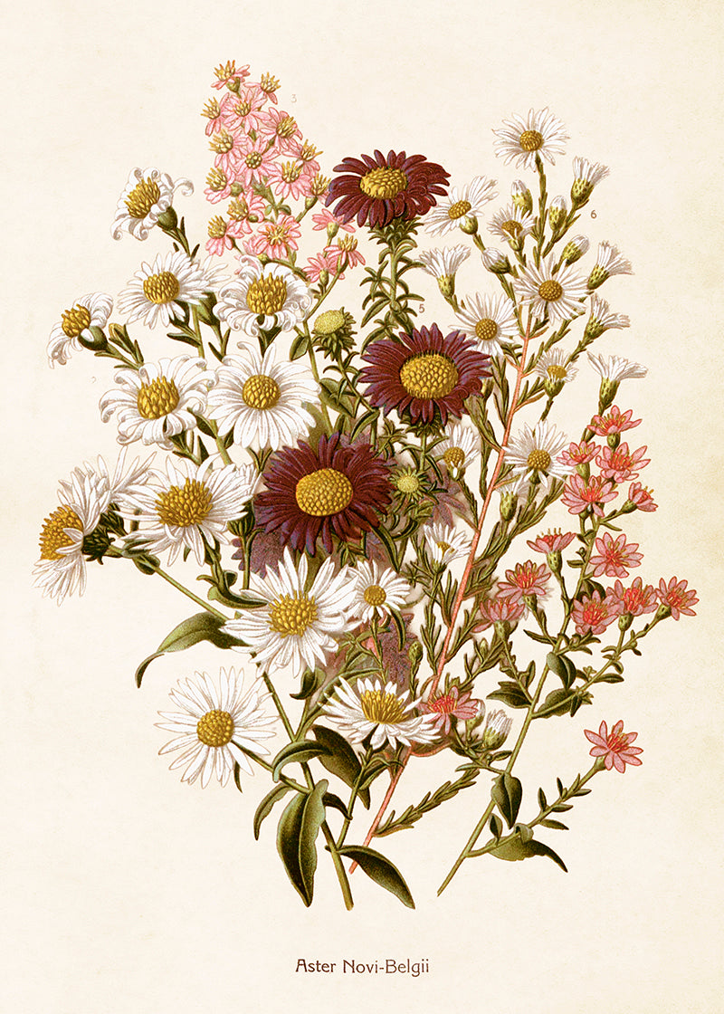 Wandposter Neubelgische Aster 50 x 70 cm