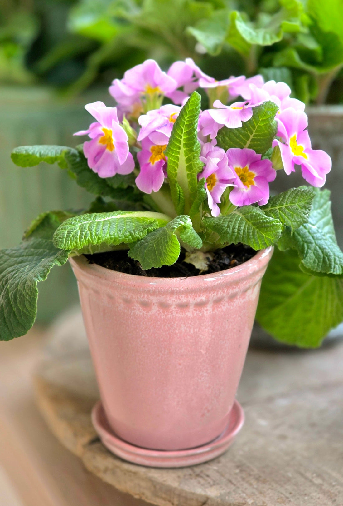 Valentinstag-Special: Lacepot Rose mit Apothekerglas &amp; Stabkerze