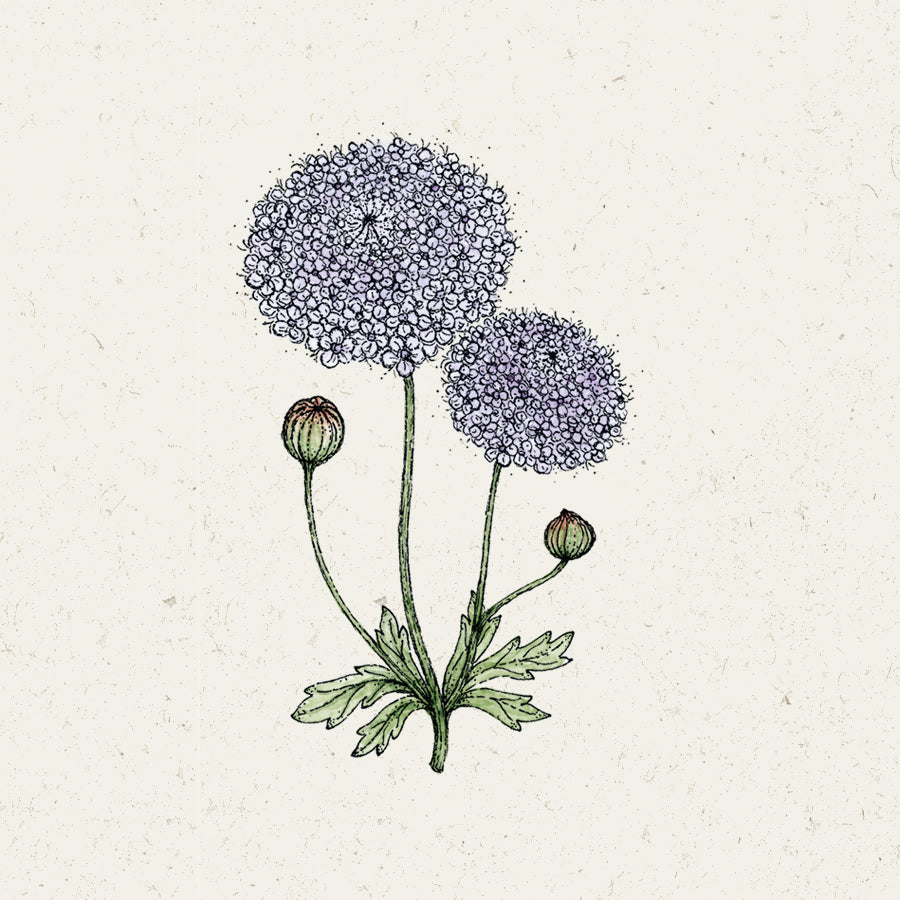Didiscus caeruleus Lace Mixture (Blaudolde)