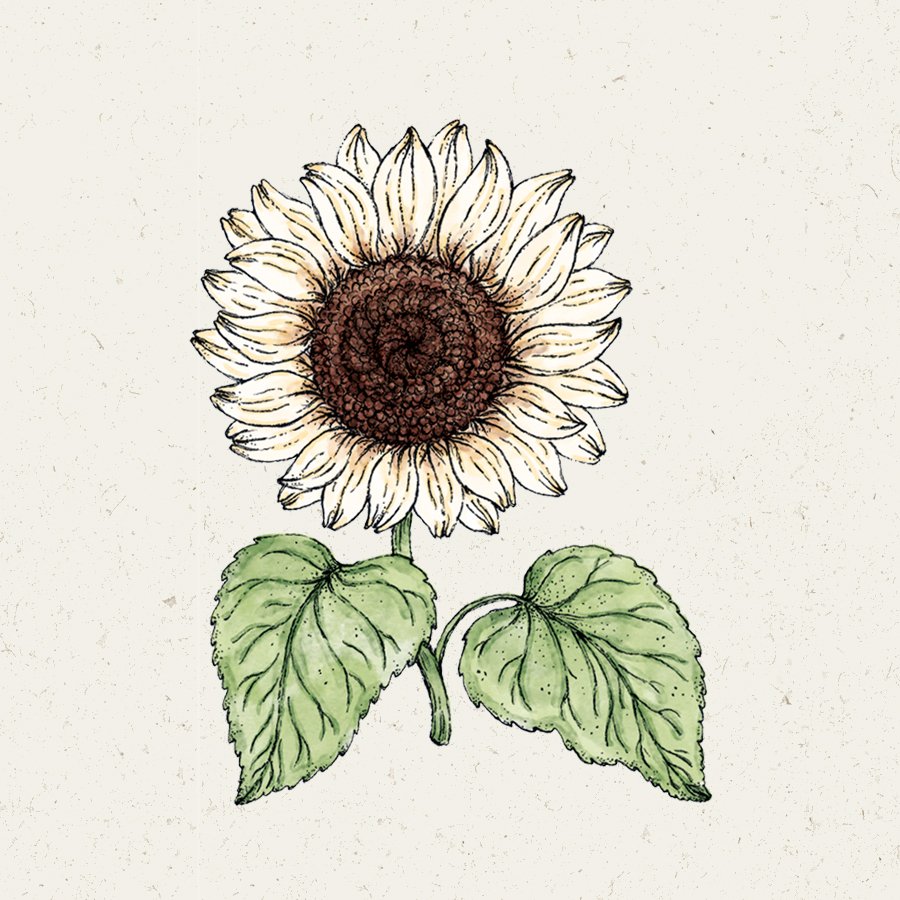 Helianthus debilis ‚Vanilla Ice‘ (Sonnenblume)