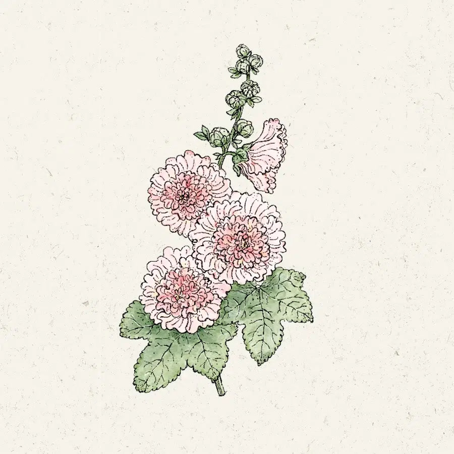 Alcea rosea ‚Queeny Salmon‘ (Stockrose)