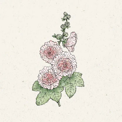 Alcea rosea ‚Queeny Salmon‘ (Stockrose)