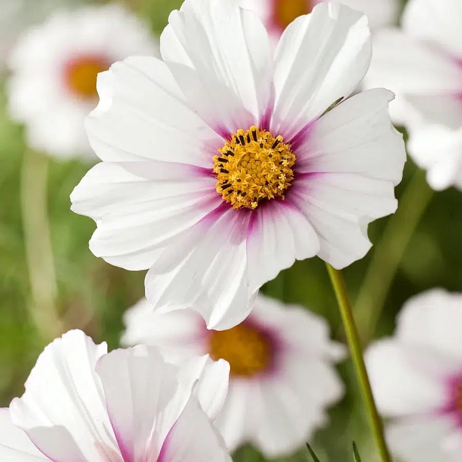 Slow Flower Garden – Ein ganzes Jahr voller Schnittblumen – inkl. gratis Dünger