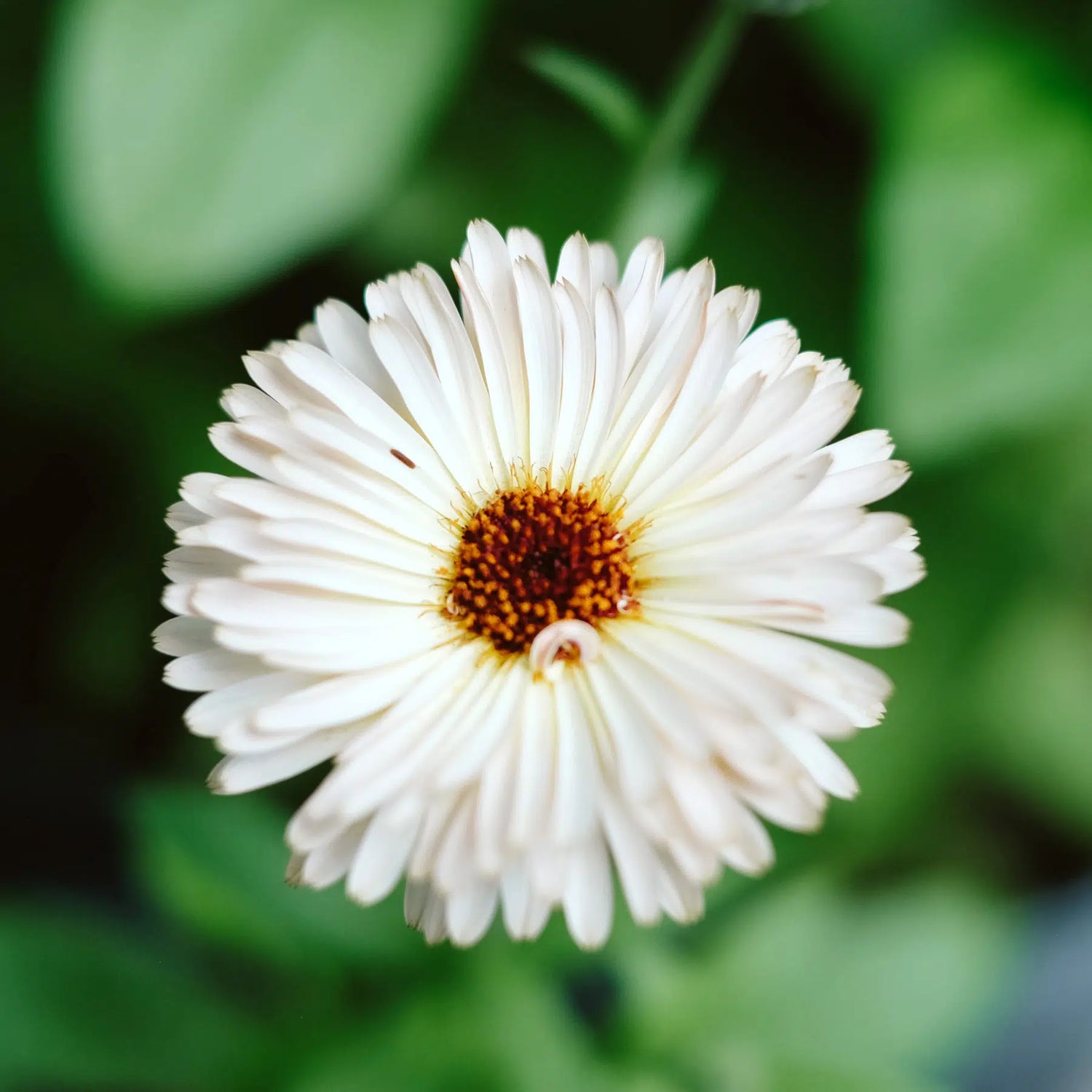 Slow Flower Garden – Ein ganzes Jahr voller Schnittblumen – inkl. gratis Dünger