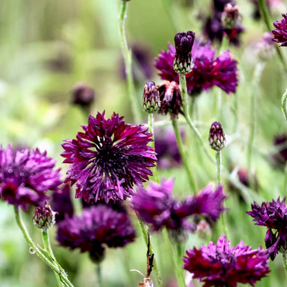 Slow Flower Garden – Ein ganzes Jahr voller Schnittblumen – inkl. gratis Dünger