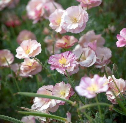 Slow Flower Garden – Ein ganzes Jahr voller Schnittblumen – inkl. gratis Dünger