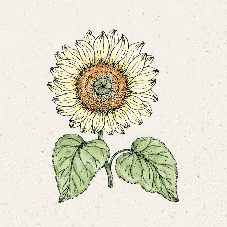 Helianthus debilis Pro Cut White Lite (Sonnenblume)