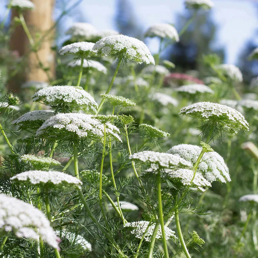 Slow Flower Garden – Ein ganzes Jahr voller Schnittblumen – inkl. gratis Dünger
