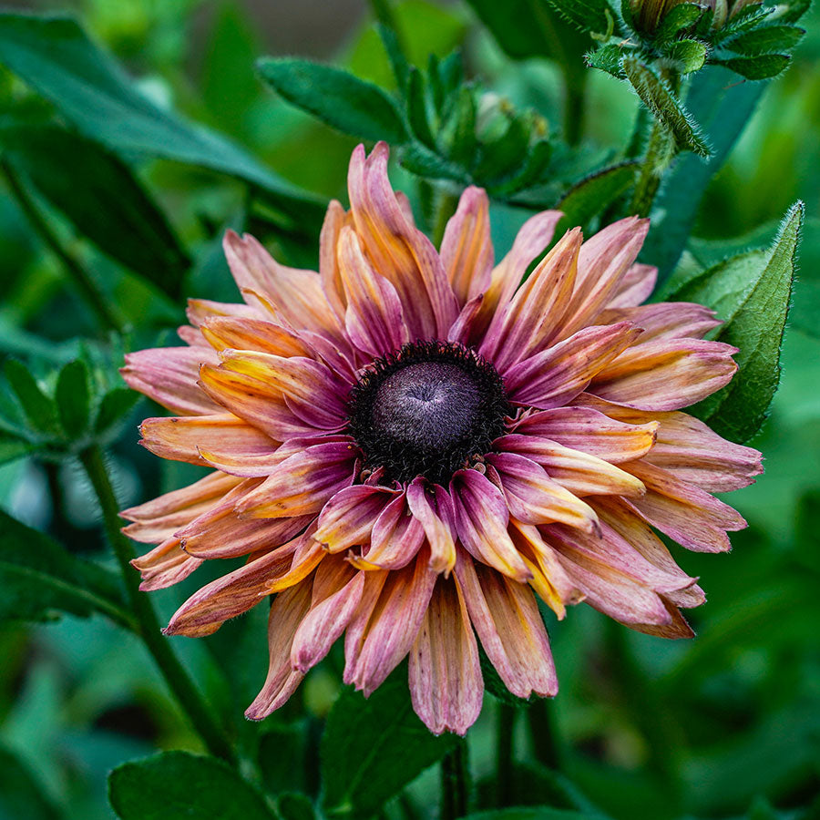 Rudbeckia Sahara (Sonnenhut)