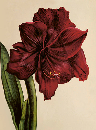Kleine Doppelkarte mit Kuvert Amaryllis