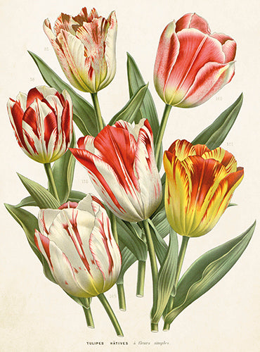 Kleine Doppelkarte mit Kuvert Tulpen