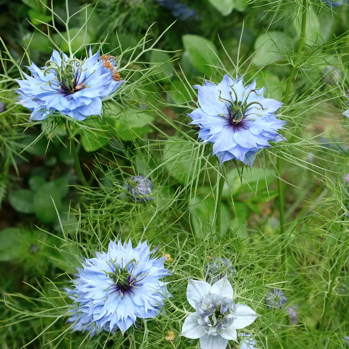 Slow Flower Garden – Ein ganzes Jahr voller Schnittblumen – inkl. gratis Dünger