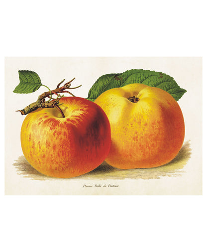 Wandposter Äpfel 35 x 50 cm