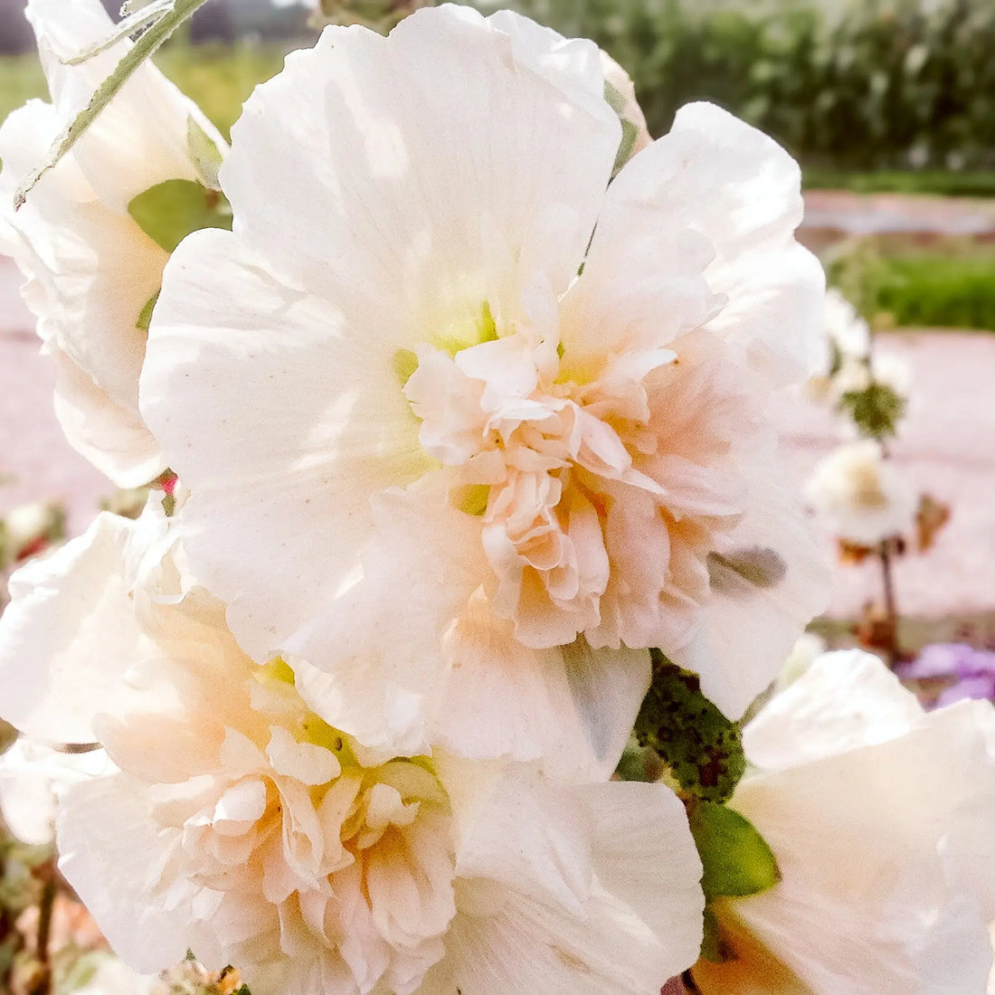 Alcea rosea ‚Queeny Salmon‘ (Stockrose)