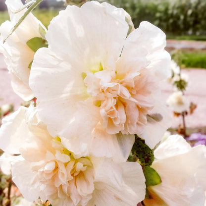 Alcea rosea ‚Queeny Salmon‘ (Stockrose)