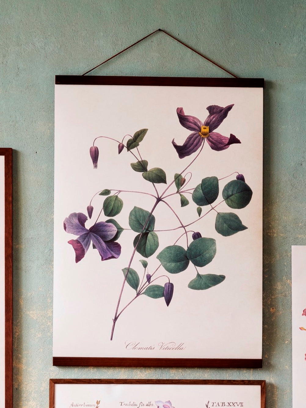 Wandposter Vintagedruck Clematis 50 x 70 cm